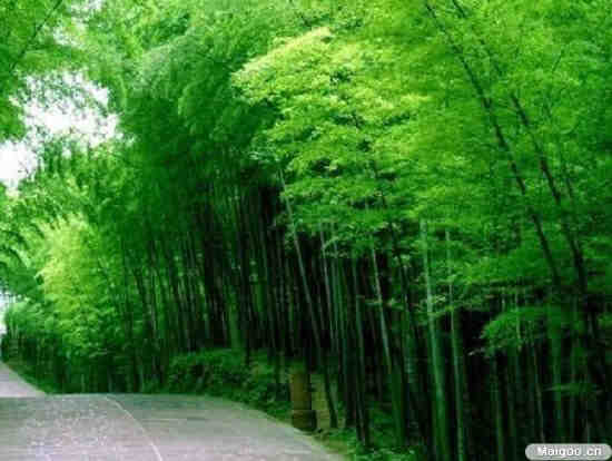 10种庭院景观设计中该有的植物--竹子