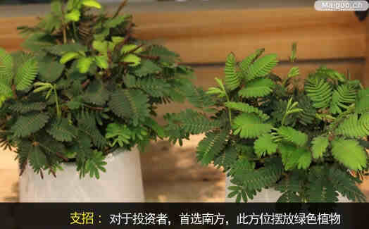 办公室植物选择有讲究 办公室植物风水逐个看