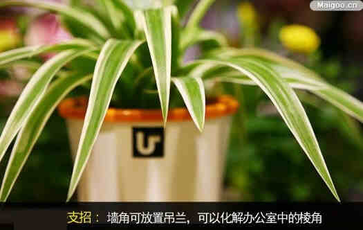 办公室植物选择有讲究 办公室植物风水逐个看