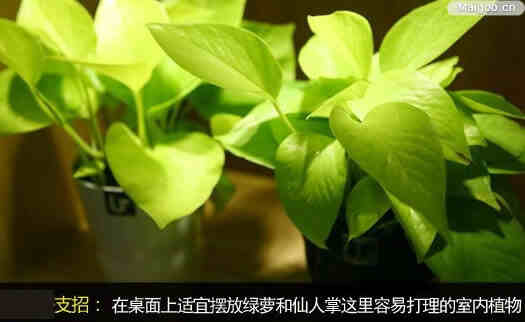 办公室植物选择有讲究 办公室植物风水逐个看