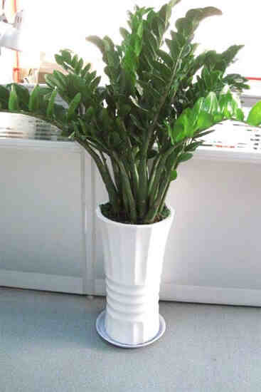 客厅植物摆放风水 客厅植物选择与摆放宜忌