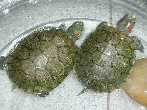 乌龟冬天怎么养 巴西龟冬眠怎么养